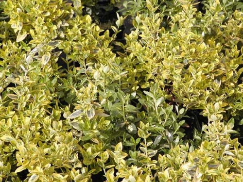 Euonymus fortunei 'Emerald 'n' Gold'